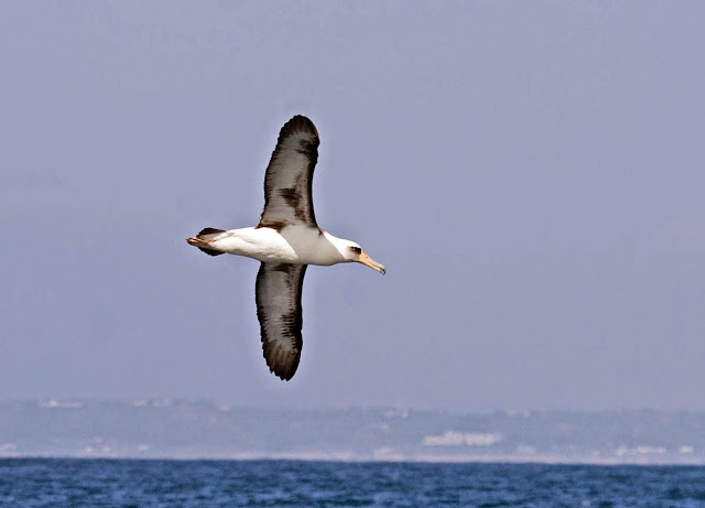 Laysan Albatross