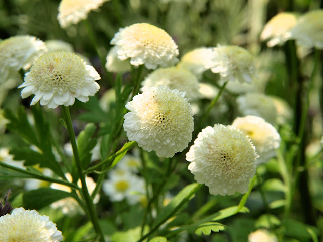 Tanacetum parthenium