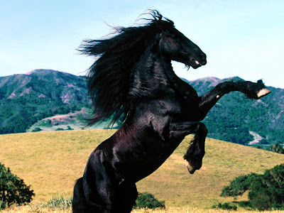 Jumping Black Horse Wallpapers