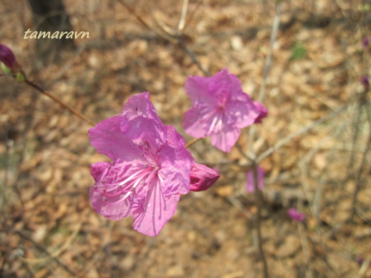 Рододендрон остроконечный (Rhododendron mucronulatum)