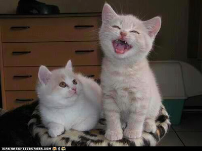 gambar kucing yang sedang tertawa
