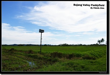 Bujang Paddyfield3