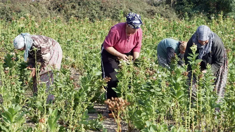 Διαφορετική προσέγγιση στο θέμα του καπνού ζητά η Ανατολική Μακεδονία - Θράκη