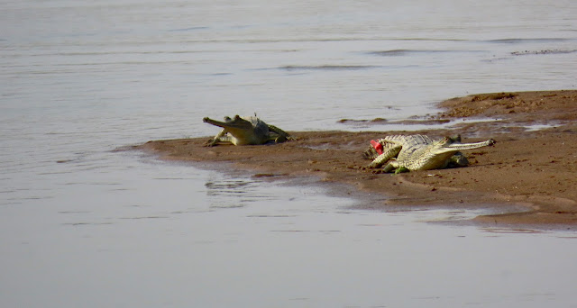 Chambal River near Dholpur, Rajasthan