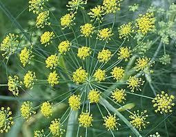 Fennel Plant Benefits for Health