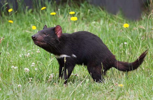 Tasmanian Devil Conservation Park, Taranna, Tasmania, Australia (Sarcophilus harrisii). JJ Harrison/Wikimedia Commons/CC BY-SA