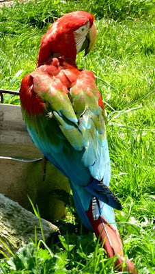 Parrot at Seaview Wildlife Encounter