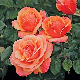 Grandiflora Roses