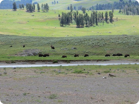 Lamar Valley Buffalo Herd