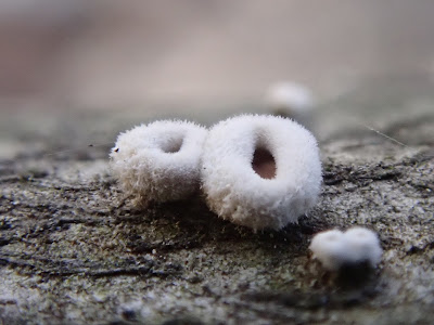  grzyby 2020, grzyby w marcu, grzyby wiosenne, Helvella leucomelaena, Pseudoplectania, baziówka jodłowa, orzechówka wiązkowa, rozszczepka kloszowa, gwiazdosz potrójny