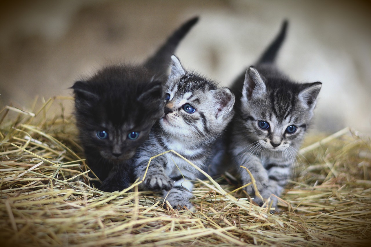  Gambar  Kucing  Comel  dan Manja Anak Kucing  Lucu dan Paling  