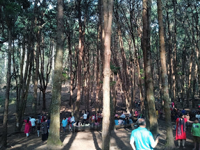 Pine Forest Kodaikanal History, Things to Do, & Safety Tips