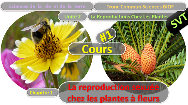 Télécharger | Cours | Tronc commun  Sciences  > Reproduction sexuée chez les plantes à fleurs  (TCS Biof)  SVT  #1