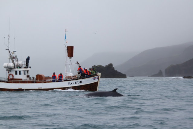 Whale watching da Husavik