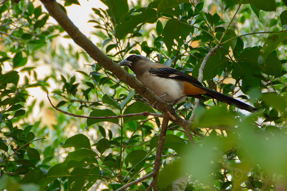 Hiina ruskharakas, Dendrocitta formosae formosae, Grey Treepie, harakas, Himalayan Tree Pie