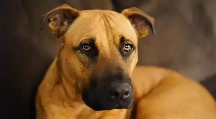 Black Mouth Cur Dog Breed