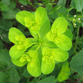 Sun spurge, Euphorbia helioscopa. Hayes Street Farm, 10 June 2011.