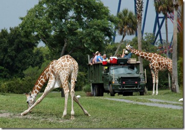 Busch Gardens 20100811-76