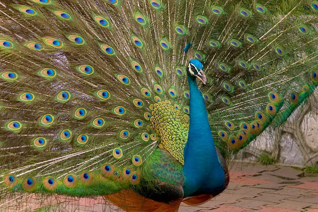 Peacock Wallpapers HD