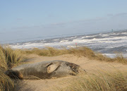 . felt profound respect for creatures who could chill out on the beach in . (december )