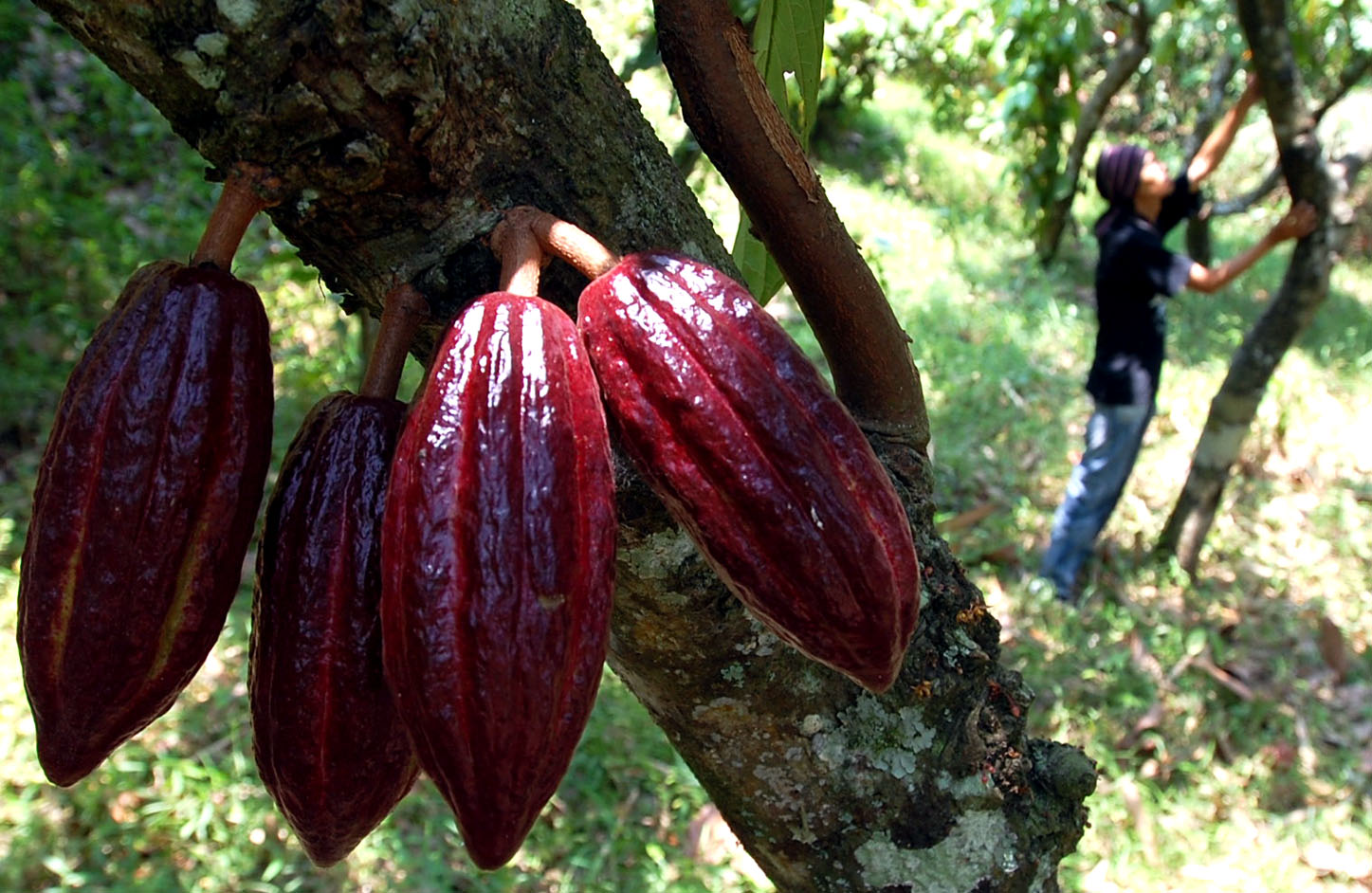  Gambar Buah Coklat  Gambar  Buah 