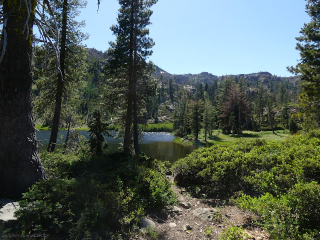 316: lake through the trees