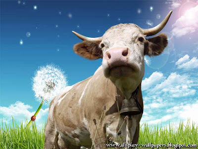 Cow Latest Wallpapers 2013