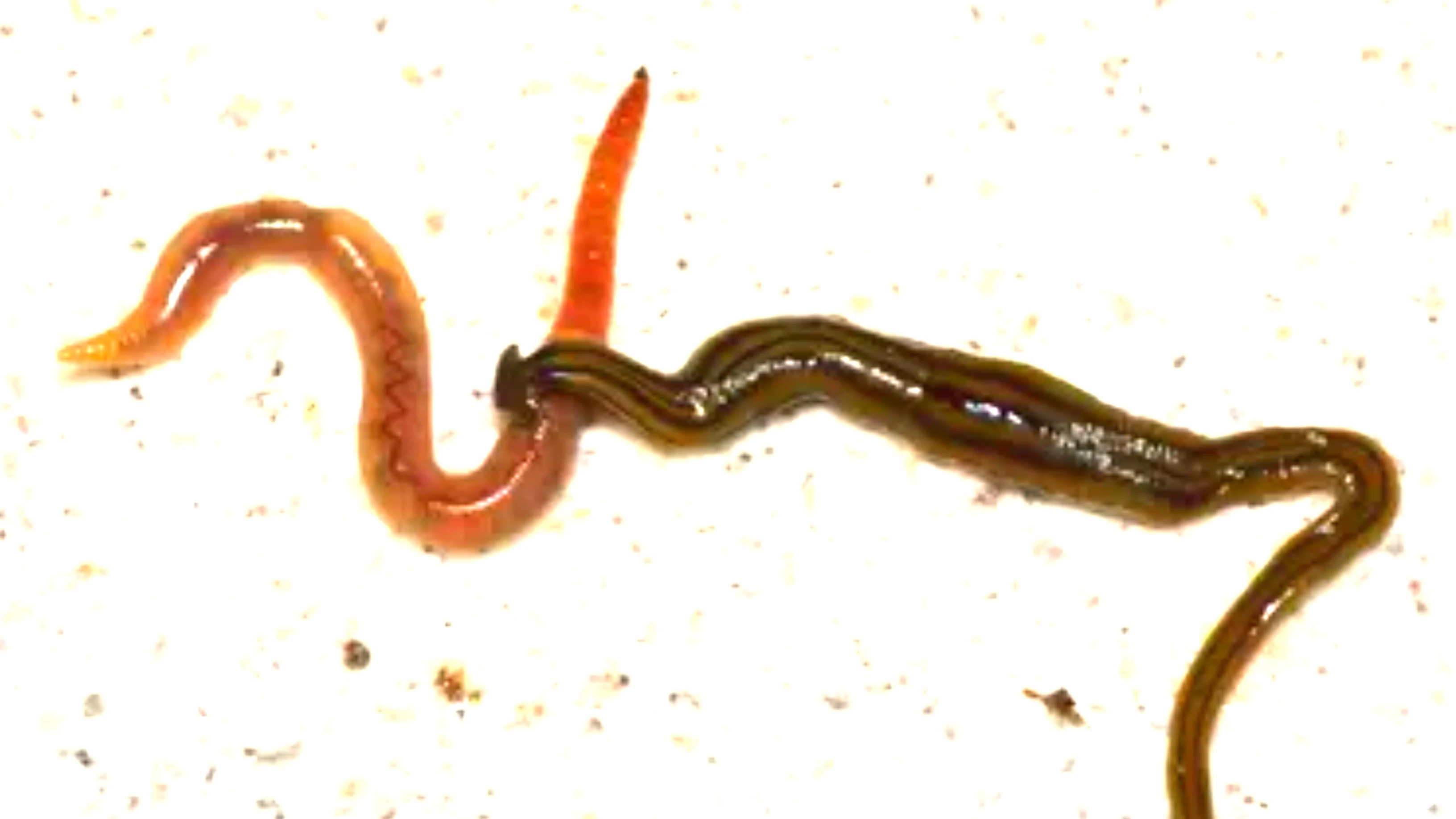 Horrifying Hammerhead Worms || Get the facts on this species of giant, carnivorous, poisonous worm