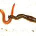 Horrifying Hammerhead Worms || Get the facts on this species of giant, carnivorous, poisonous worm