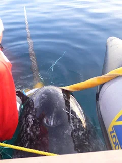 A captured male narwhal with visible tusk