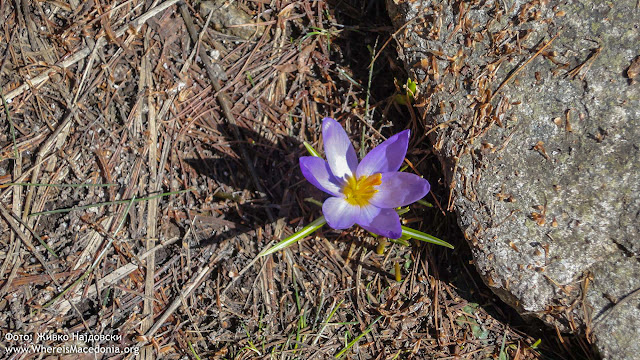 Crocus plant - Medicinal Plants in Macedonia