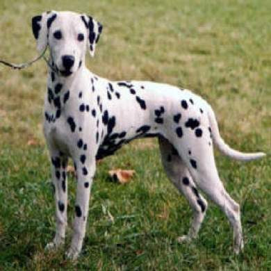 Fotos de cachorros Dálmatas