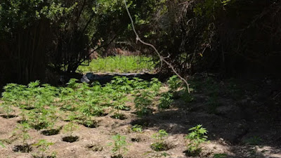 ΚΡΗΤΗ:Εντοπίστηκε φυτεία με 359 δενδρύλλια κάνναβης στα Χανιά