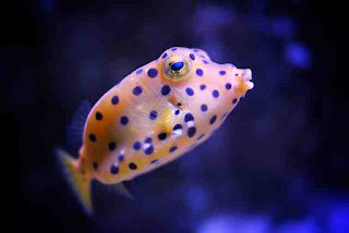 Boxfish