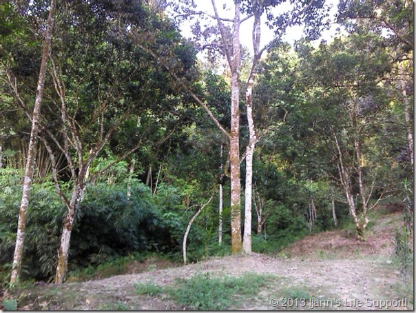 Hutan depan kabin...