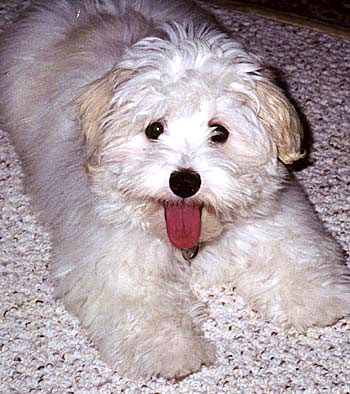 Coton De Tulear Health and Abilities