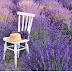 Bài 1: Hoa Lavender ( Chi Oải Hương – Bình yên giữa miền ký ức.