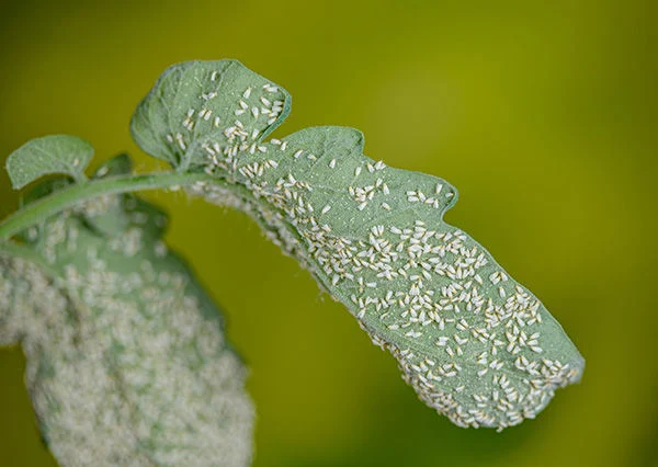 Whiteflies on tomato plant transmitting tomato leaf curl virus
