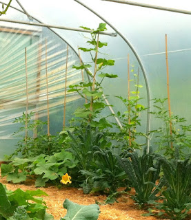 Butternut squash growing up a cane