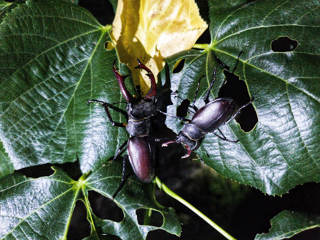 Confrontation de Lucanes (Lucanus cervus) mâles dans un tilleul !