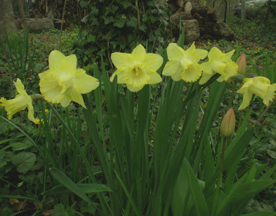 daffodils poem. daffodils poem by william