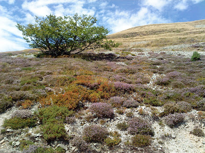 by E.V.Pita....St. James Way: from St Jean Pied de Port to Roncesvalles / por E.V.Pita.... El Camino Francés por los Pirineos a Roncesvalles / por E.V.Pita.... O Camiño por Roncesvalles