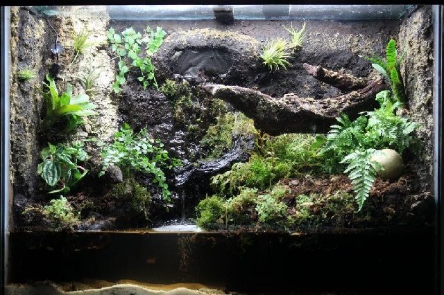 Membuat Ornamen Paludarium