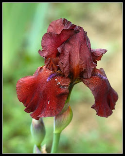 Beautiful Lilly Flowers