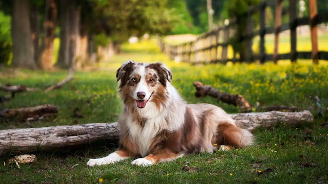 Australian Shepherd