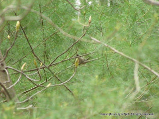 Pine Warbler