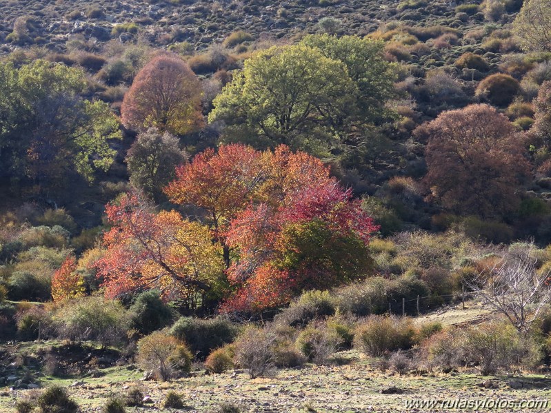 Dehesa del Camarate