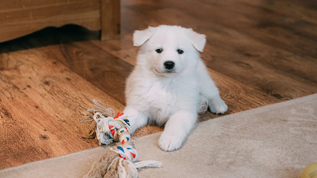 Dog collect his toys