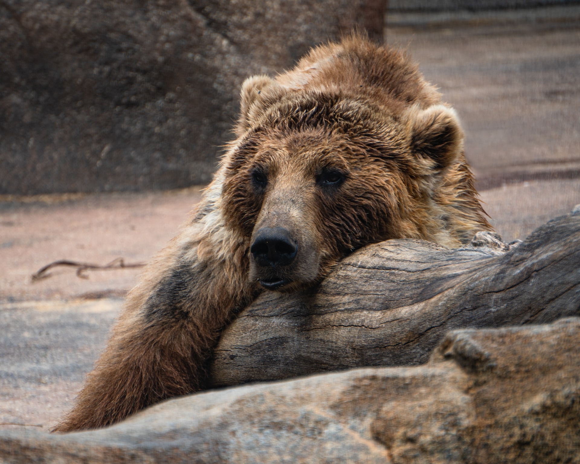 How Fast is The Grizzly Bear?