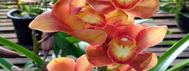 orquidea.citacoesepoesias.app.algomuitomais